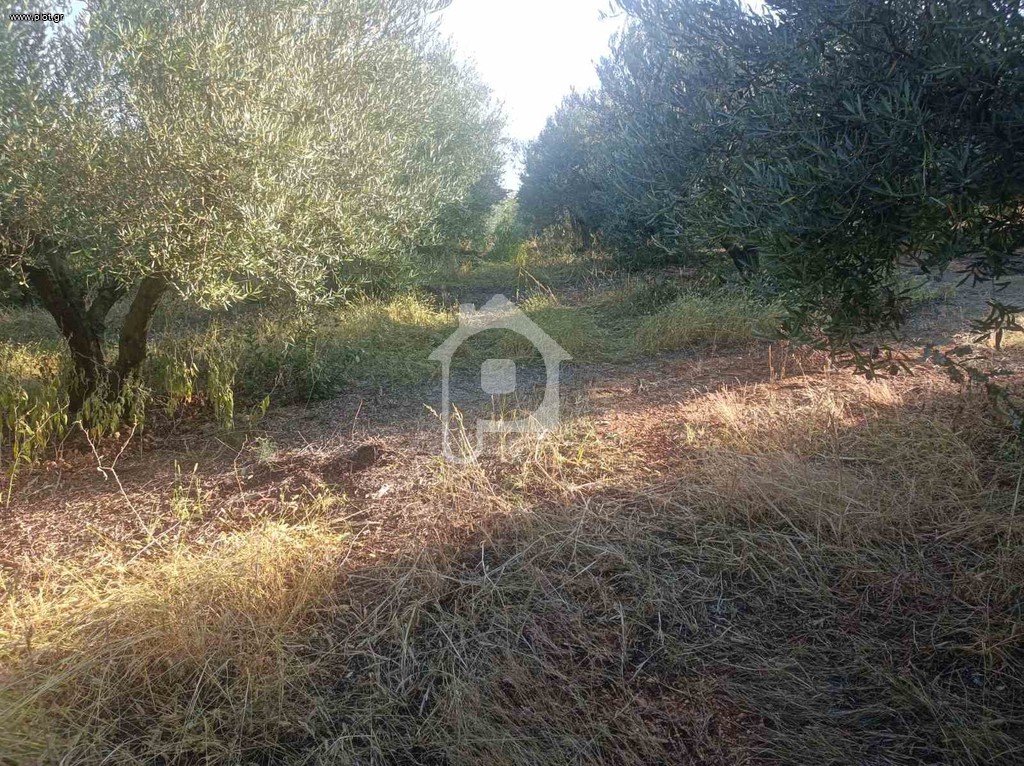 Αγροτεμάχια 8.500 τ.μ. προς πώληση, Ν. Καβάλας, Χρυσούπολη