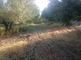 Αγροτεμάχια 8.500 τ.μ. για πώληση, Ν. Καβάλας, Χρυσούπολη-thumb-2