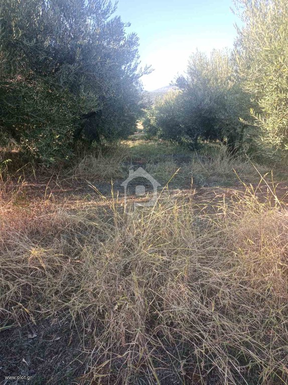 Αγροτεμάχια 8.500 τ.μ. προς πώληση, Ν. Καβάλας, Χρυσούπολη