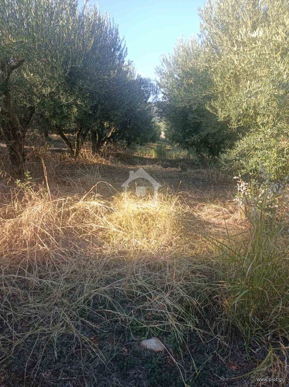 Αγροτεμάχια 8.500 τ.μ. προς πώληση, Ν. Καβάλας, Χρυσούπολη