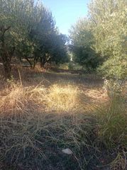 Αγροτεμάχια 8.500 τ.μ. για πώληση, Ν. Καβάλας, Χρυσούπολη-thumb-4