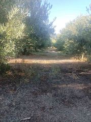 Αγροτεμάχια 8.500 τ.μ. για πώληση, Ν. Καβάλας, Χρυσούπολη-thumb-6