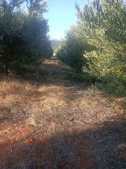 Αγροτεμάχια 8.500 τ.μ. για πώληση, Ν. Καβάλας, Χρυσούπολη-thumb-7