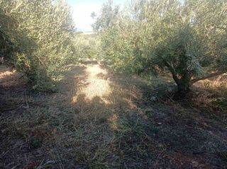 Αγροτεμάχια 8.500 τ.μ. για πώληση, Ν. Καβάλας, Χρυσούπολη-thumb-9