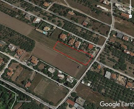 Αγροτεμάχια 12.000 τ.μ. προς ενοικίαση
