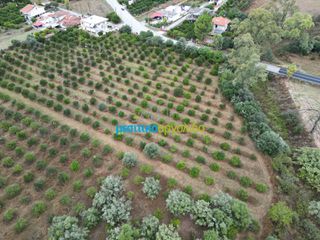 Οικόπεδο 12.470 τ.μ. για πώληση, Αργολίδα, Μυκήνες-thumb-5