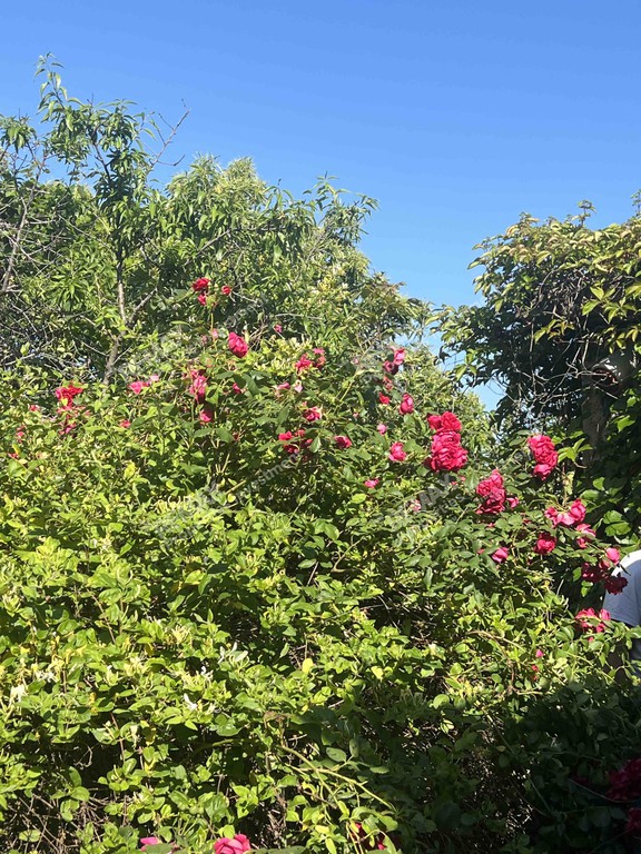 Μονοκατοικία 141 τ.μ. προς πώληση, Γοράνοι
