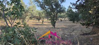 Αγροτεμάχια 7.500,07 τ.μ. για πώληση