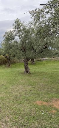 Αγροτεμάχια 4.601 τ.μ. για πώληση, Μεσσηνία, Άριο