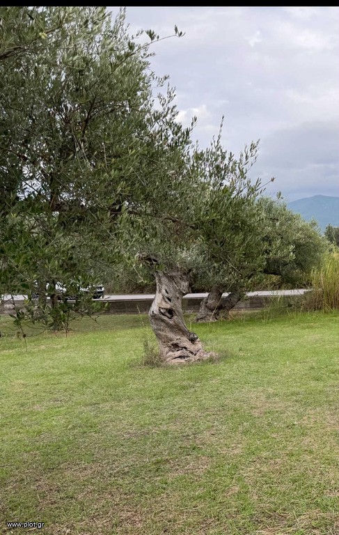 Αγροτεμάχια 4.601 τ.μ. πρός πώληση, Μεσσηνία, Άριο