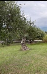 Αγροτεμάχια 4.601 τ.μ. για πώληση, Μεσσηνία, Άριο-thumb-1
