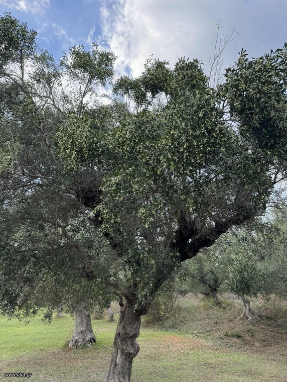Αγροτεμάχια 4.601 τ.μ. πρός πώληση, Μεσσηνία, Άριο