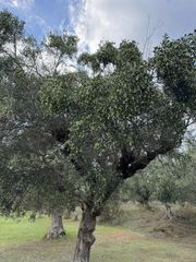 Αγροτεμάχια 4.601 τ.μ. για πώληση, Μεσσηνία, Άριο-thumb-4