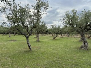 Αγροτεμάχια 4.601 τ.μ. για πώληση, Μεσσηνία, Άριο-thumb-5