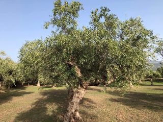 Αγροτεμάχια 4.601 τ.μ. για πώληση, Μεσσηνία, Άριο-thumb-6