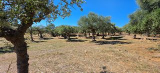 Αγροτεμάχια 4.601 τ.μ. για πώληση, Μεσσηνία, Άριο-thumb-9