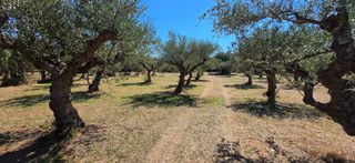 Αγροτεμάχια 4.601 τ.μ. για πώληση, Μεσσηνία, Άριο-thumb-15