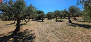 Αγροτεμάχια 4.601 τ.μ. για πώληση, Μεσσηνία, Άριο-thumb-18