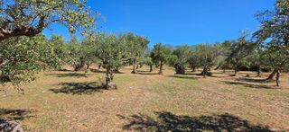 Αγροτεμάχια 4.601 τ.μ. για πώληση, Μεσσηνία, Άριο-thumb-19