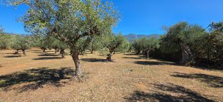 Αγροτεμάχια 4.601 τ.μ. για πώληση, Μεσσηνία, Άριο-thumb-22