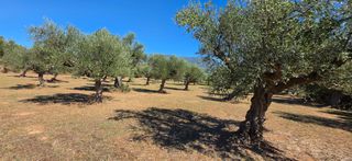 Αγροτεμάχια 4.601 τ.μ. για πώληση, Μεσσηνία, Άριο-thumb-23