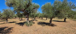 Αγροτεμάχια 4.601 τ.μ. για πώληση, Μεσσηνία, Άριο-thumb-25