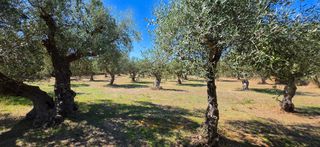 Αγροτεμάχια 4.601 τ.μ. για πώληση, Μεσσηνία, Άριο-thumb-29