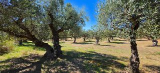 Αγροτεμάχια 4.601 τ.μ. για πώληση, Μεσσηνία, Άριο-thumb-30