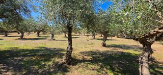 Αγροτεμάχια 4.601 τ.μ. για πώληση, Μεσσηνία, Άριο-thumb-31