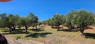 Αγροτεμάχια 4.601 τ.μ. για πώληση, Μεσσηνία, Άριο-thumb-34