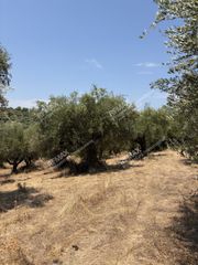 Αγροτεμάχια 18.205 τ.μ. για πώληση, Μεσσηνία, Ανδρούσα-thumb-8
