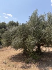 Αγροτεμάχια 18.205 τ.μ. για πώληση, Μεσσηνία, Ανδρούσα-thumb-6