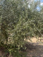 Αγροτεμάχια 18.205 τ.μ. για πώληση, Μεσσηνία, Ανδρούσα-thumb-5