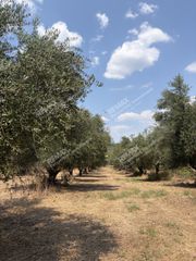 Αγροτεμάχια 18.205 τ.μ. για πώληση, Μεσσηνία, Ανδρούσα-thumb-3