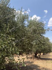 Αγροτεμάχια 18.205 τ.μ. για πώληση, Μεσσηνία, Ανδρούσα-thumb-4