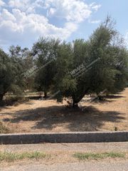 Αγροτεμάχια 5.836 τ.μ. πρός πώληση, Μεσσηνία, Ανδρούσα-thumb-2