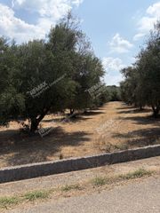 Αγροτεμάχια 5.836 τ.μ. πρός πώληση, Μεσσηνία, Ανδρούσα-thumb-9