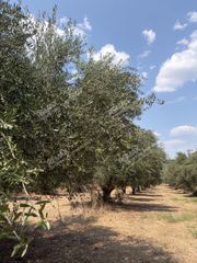 Αγροτεμάχια 21.545 τ.μ. για πώληση, Μεσσηνία, Ανδρούσα-thumb-5