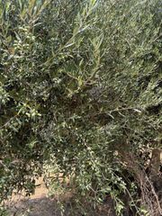 Αγροτεμάχια 21.545 τ.μ. για πώληση, Μεσσηνία, Ανδρούσα-thumb-4
