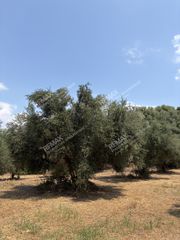 Αγροτεμάχια 21.545 τ.μ. για πώληση, Μεσσηνία, Ανδρούσα-thumb-9