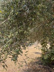 Αγροτεμάχια 21.545 τ.μ. για πώληση, Μεσσηνία, Ανδρούσα-thumb-1