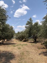 Αγροτεμάχια 21.545 τ.μ. για πώληση, Μεσσηνία, Ανδρούσα-thumb-2