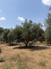 Αγροτεμάχια 21.545 τ.μ. για πώληση, Μεσσηνία, Ανδρούσα-thumb-7