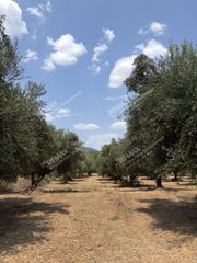 Αγροτεμάχια 21.545 τ.μ. για πώληση, Μεσσηνία, Ανδρούσα-thumb-6