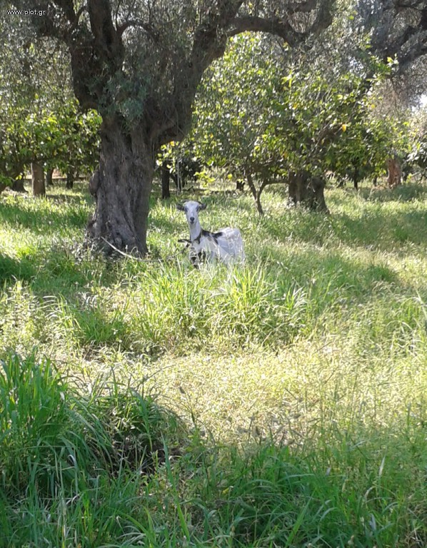Αγροτεμάχια 7.607 τ.μ. πρός πώληση, Αχαΐα, Διακοπτό
