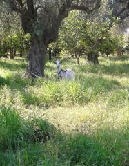 Αγροτεμάχια 8.000 τ.μ. για πώληση