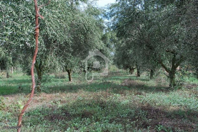 Αγροτεμάχια 7.607 τ.μ. πρός πώληση, Αχαΐα, Διακοπτό