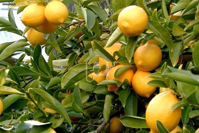 Αγροτεμάχια 7.607 τ.μ. πρός πώληση, Αχαΐα, Διακοπτό