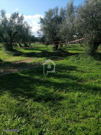 Αγροτεμάχια 4.200 τ.μ. για πώληση, Μεσσηνία, Αρφαρά