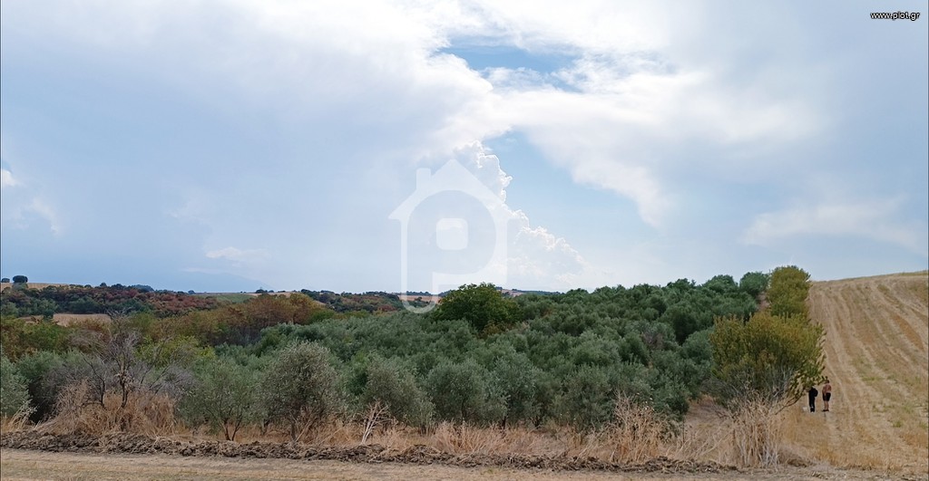 Αγροτεμάχια 12.000 τ.μ. προς πώληση, Παλαιό Ελευθεροχώρι